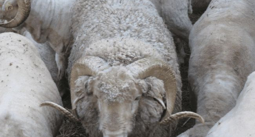 Jak porazit berana a schéma bourání jatečně upravených těl, kategorie masa